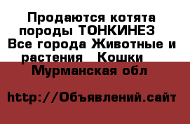 Продаются котята породы ТОНКИНЕЗ - Все города Животные и растения » Кошки   . Мурманская обл.